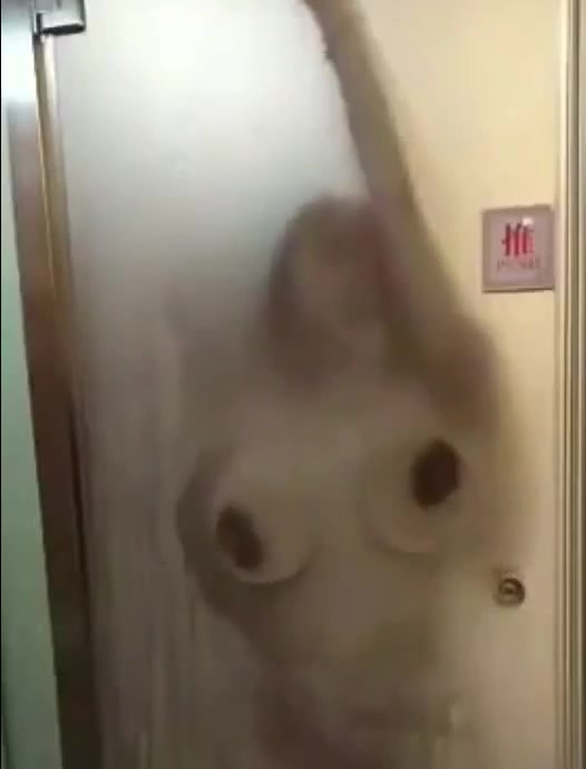 浴室爆操嫩模网红“朱可儿”