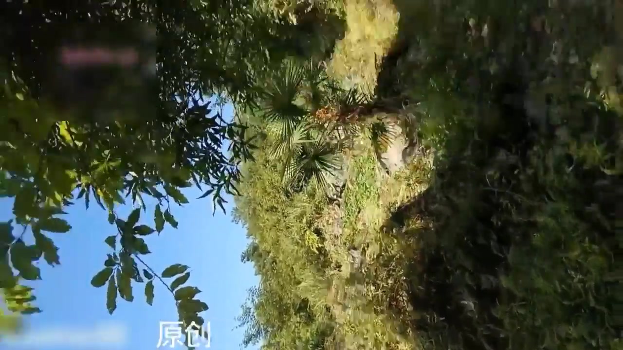 冷S猫奴小树林露出自慰喷尿自虐完整版